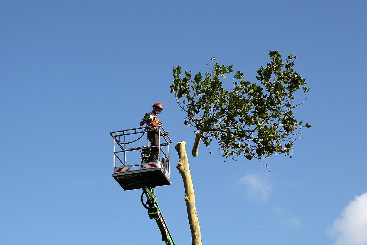 40 jaar oude bomen maken plaats voor renovatie Waaloord