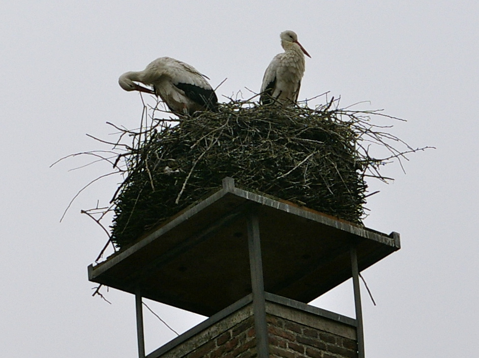 ‘Stiekem’ nest gewisseld voor ooievaarspaar Oudewater