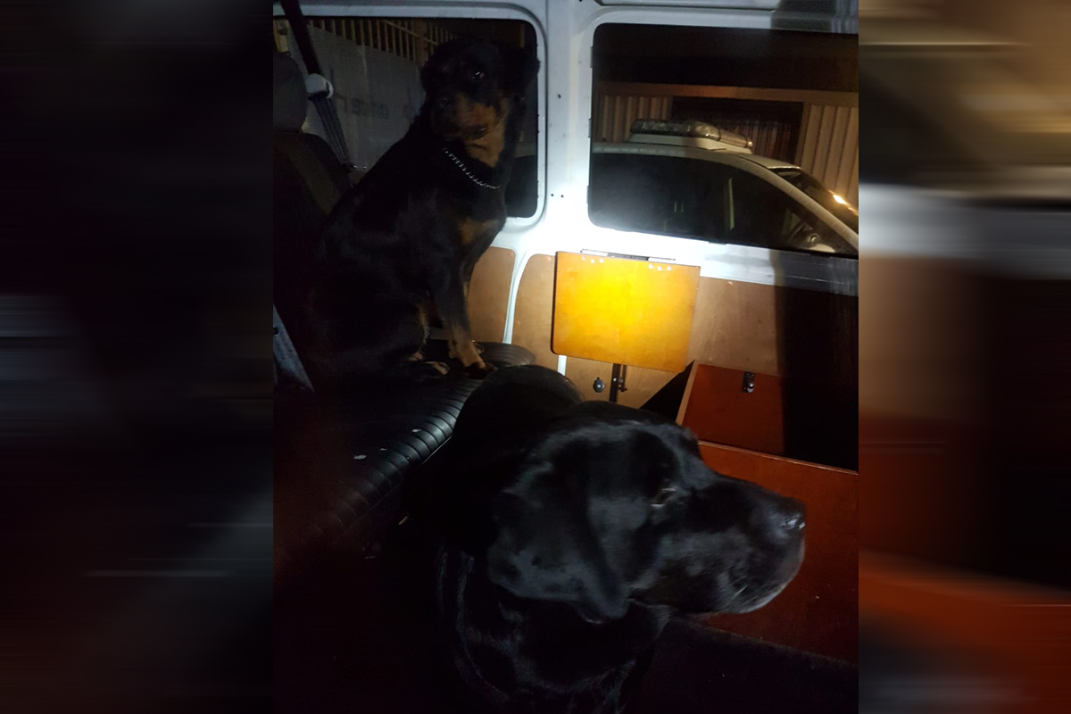 Politie zoekt eigenaar gevonden honden
